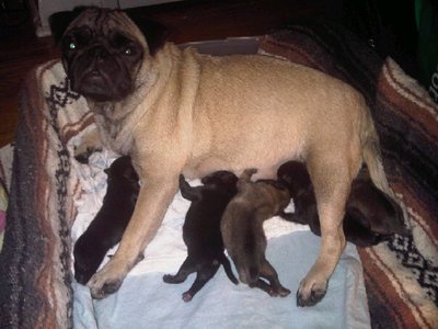 Jaz and her 5 pups!.jpg